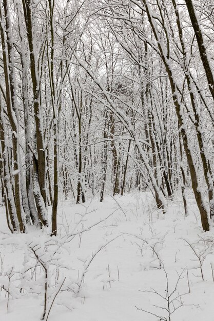 arbres en hiver