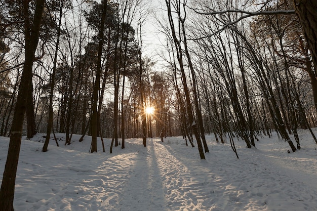 arbres en hiver