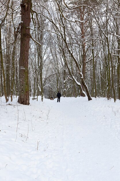 arbres en hiver