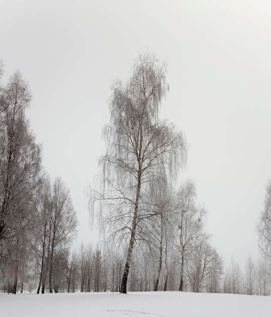 arbres en hiver