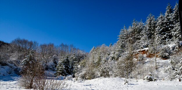 arbres d'hiver