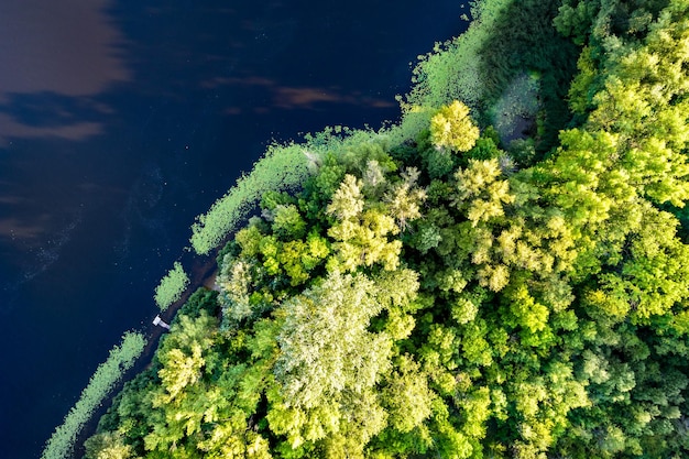 Arbres sur l'île de trukhaniv à kiev ukraine