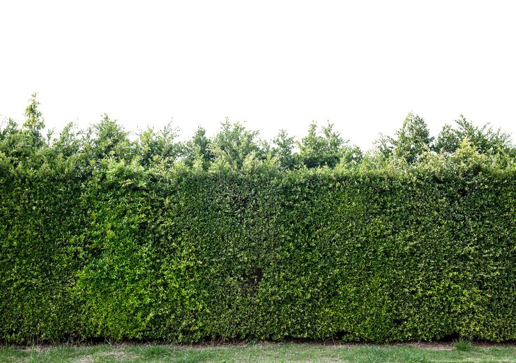 Arbres isolés sur fond blanc. Découpe et chemin. utiliser pour l'architecture et la décoration design naturel. Sauver la terre sauver la vie par plante, Journée mondiale de l'environnement