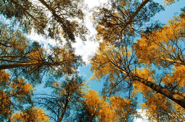 Arbres jaunes d'automne sur fond de ciel bleu