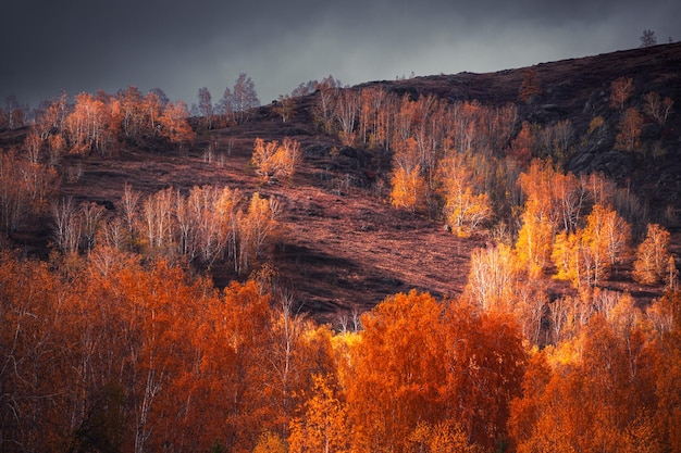 Arbres jaunes dans la forêt d'automne dans les montagnes