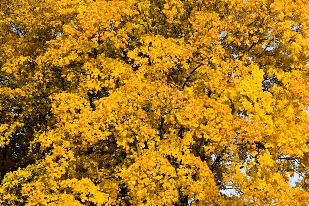 arbres jaunes dans le parc