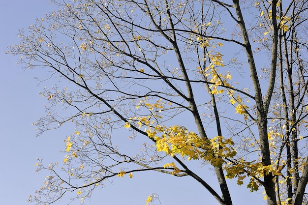 Arbres jaunes avec des feuilles tombées - temps d'automne