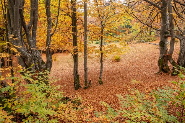 Photo arbres jaunis et feuilles tombées dans la forêt à la fin de l'automne
