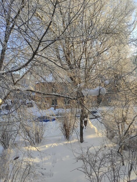 Arbres un jour d'hiver glacial