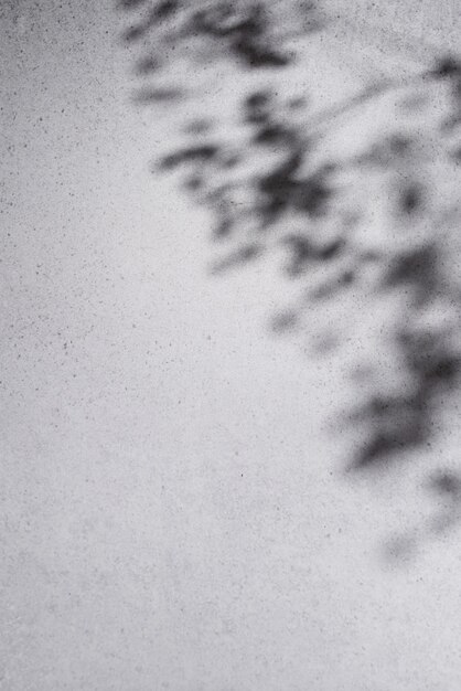 Les arbres laissent des ombres sur le mur de béton gris.