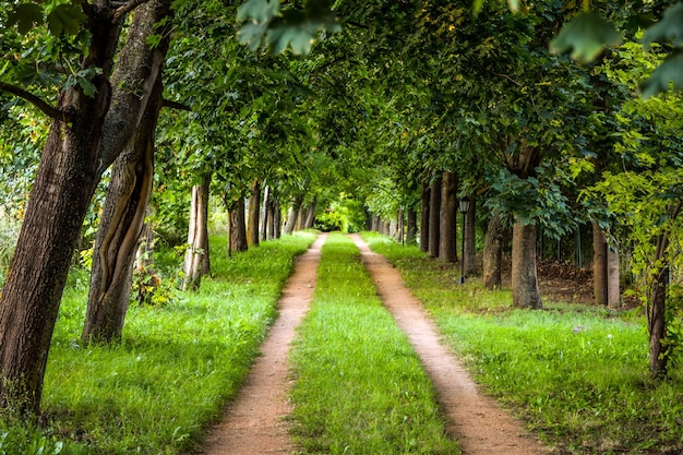 Des arbres le long du sentier
