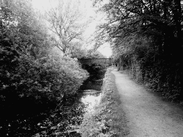 Photo des arbres le long de la route