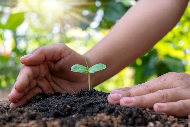 Arbres et mains humaines plantant des arbres dans le concept de sol de reboisement et de protection de l'environnement.