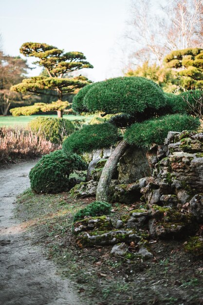 Photo arbres majestueux dans un jardin chinois au printemps