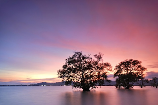 arbres de mangrove coucher de soleil sur l&#39;eau