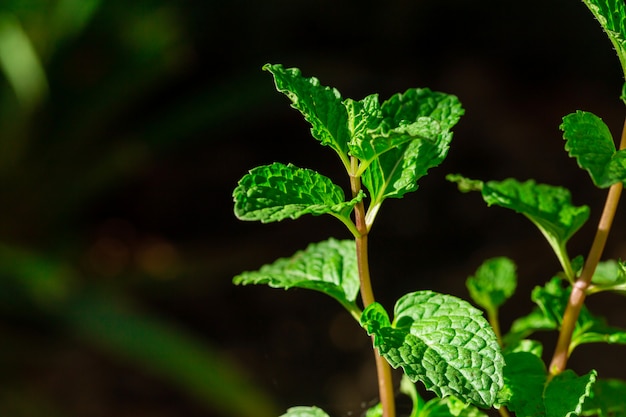 Arbres de menthe poivrée fraîche dans le jardin organig.