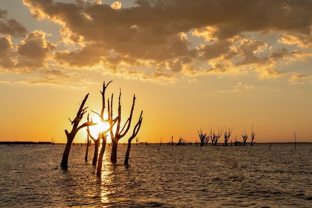 Les arbres meurent à cause de la salinité de l'eau. Lagune de Mar Chiquita, Argentine.