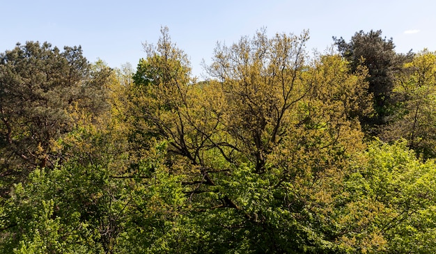 Arbres mixtes dans la forêt au printemps, le jeune feuillage apparaît sur les arbres à feuilles caduques
