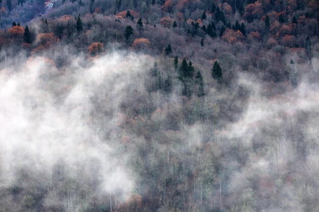 Photo arbres sur une montagne brumeuse.