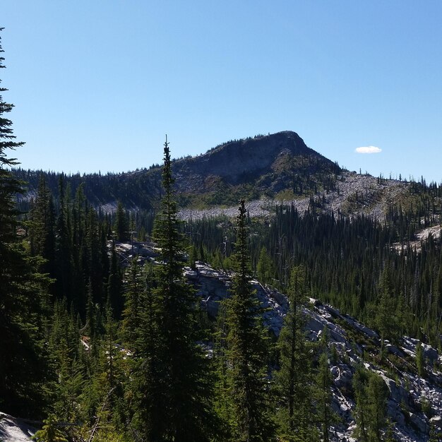 Photo des arbres sur les montagnes contre un ciel clair