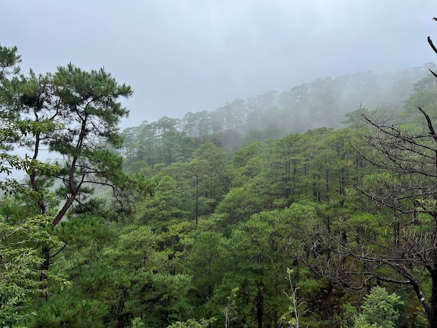 Des arbres et des montagnes contre le ciel