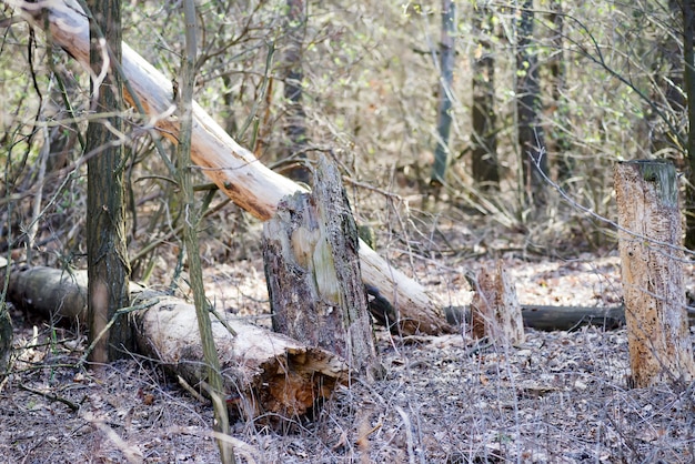 Arbres morts dans la forêt