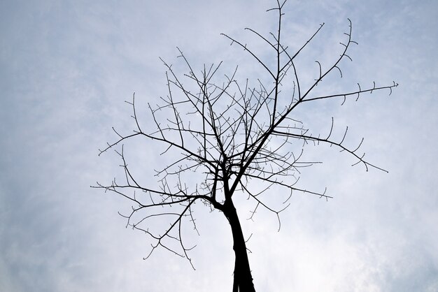 Photo arbres morts étranges dans un arrière-plan pur