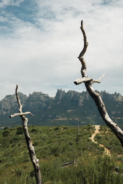 arbres morts plantés en forme de croix derrière les montagnes de montserrat