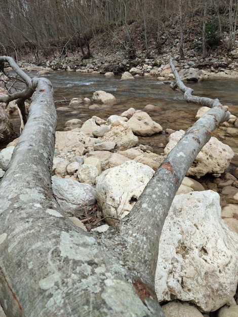 Arbres morts sur la rive d'une rivière de montagne dans la forêt.