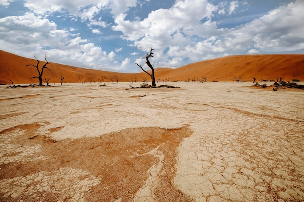 Arbres morts à Sossusvlei, Deadvlei