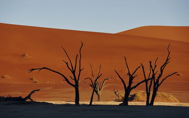 Arbres morts Vue majestueuse sur des paysages étonnants dans le désert africain