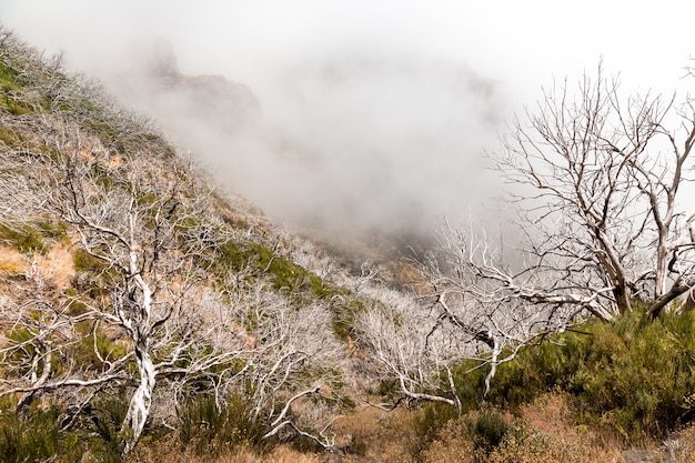 Arbres Morts