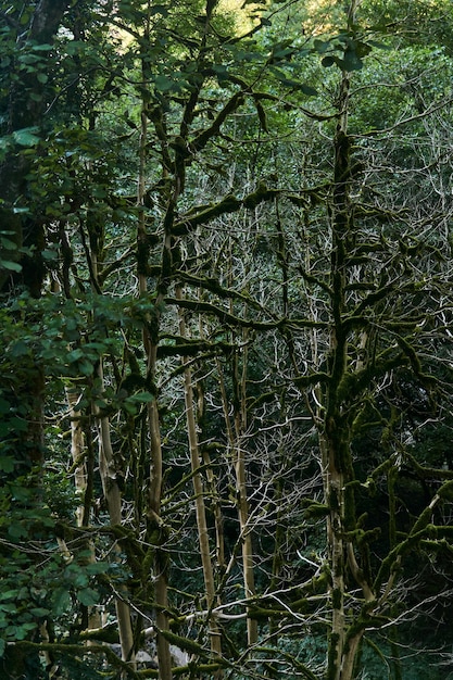 Photo arbres moussus flétris buxus colchica dans la forêt de buis en raison de l'invasion de la pyrale du buis dans le caucase, russie