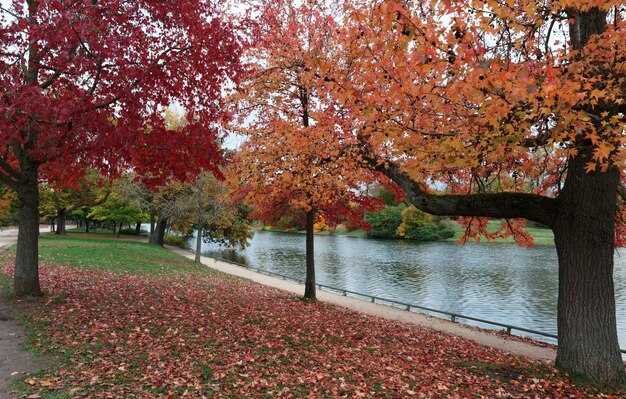 Arbres multicolores dans la forêt d'automne