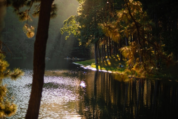 arbres de la nature du lac Pangung concept de la nature arrière-plan lumière du soir