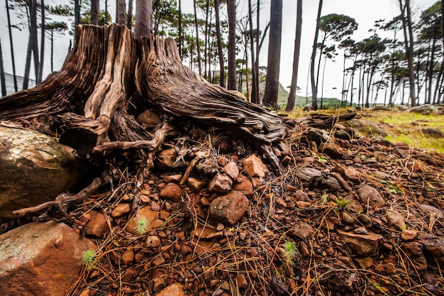 Arbres nature et environnement avec souche dans la forêt pour la durabilité de la croissance et la terre Verdure printemps et écosystème avec du bois dans les bois de campagne pour la déforestation des plantes et le parc