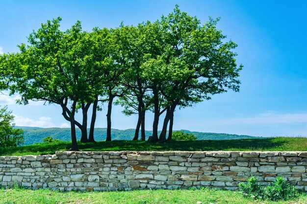 Arbres naturels de paysage contre le ciel derrière une barrière en pierre