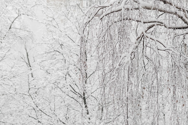 Arbres avec de la neige dans le parc d'hiver. Jour de neige, ciel nuageux.