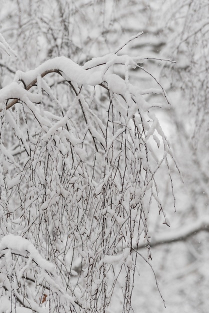 Arbres avec de la neige dans le parc d'hiver. Jour de neige, ciel nuageux.