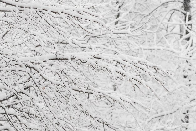 Arbres avec de la neige dans le parc d'hiver. Jour de neige, ciel nuageux.