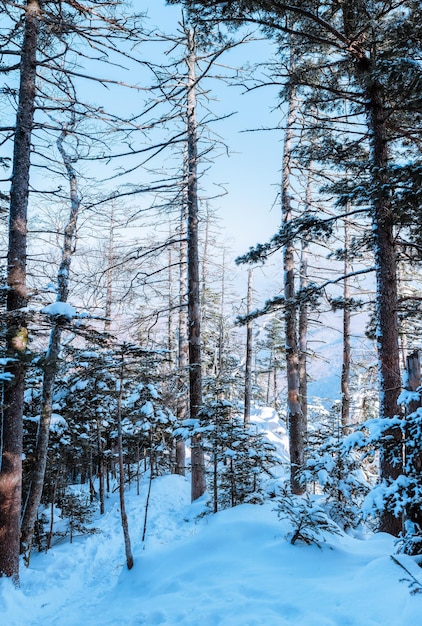 Arbres à neige russes