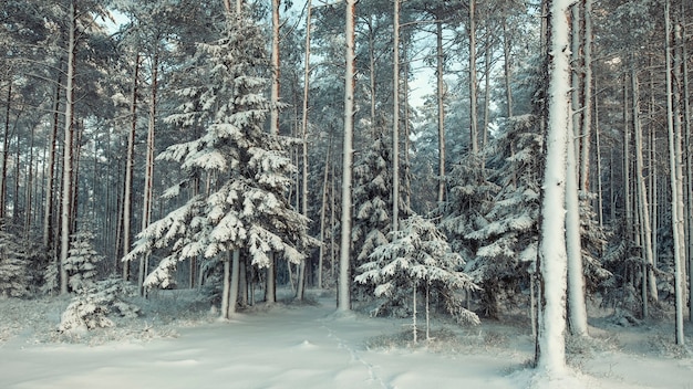 Photo arbres de noël couverts de neige fraîche dans une fabuleuse forêt de pins d'hiver après une chute de neige