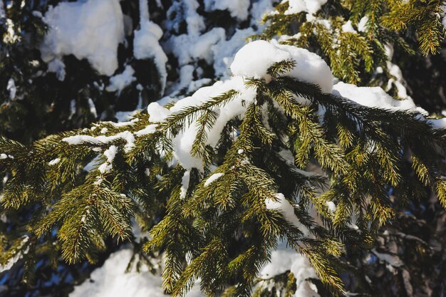 Arbres de Noël enneigés d'hiver sur fond de ciel bleu Paysages d'hiver