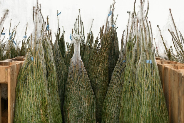 Arbres de Noël enveloppés dans des filets en plastique