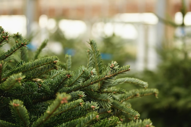 Arbres de Noël à vendre sur une boutique