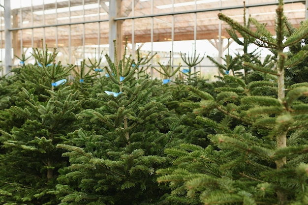 Arbres de Noël à vendre sur un marché