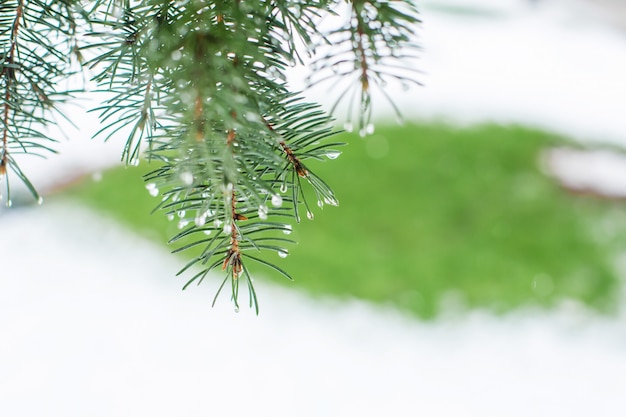 Photo arbres de noël verts dans un parc d'hiver recouvert de neige