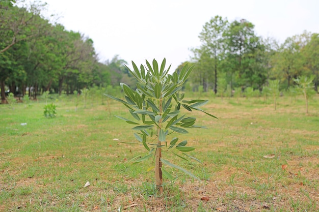 Arbres nouvellement plantés dans une rangée au jardin