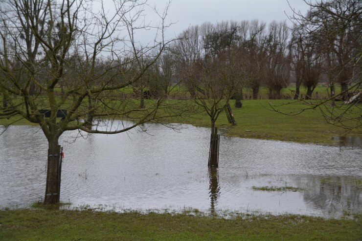 Photo des arbres nus au bord du lac contre le ciel