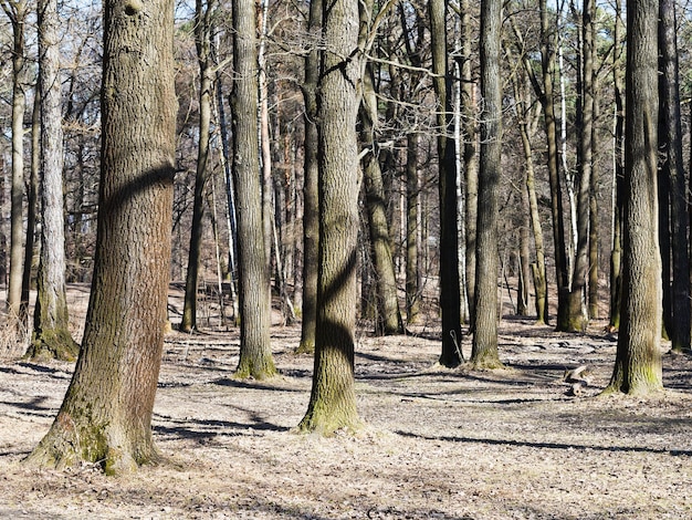 Arbres nus au début du printemps